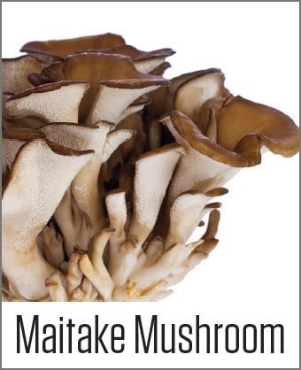 Maitake mushroom