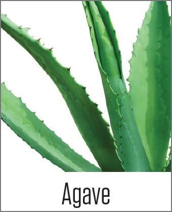 Agave Picture