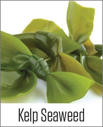 Kelp Seeweed