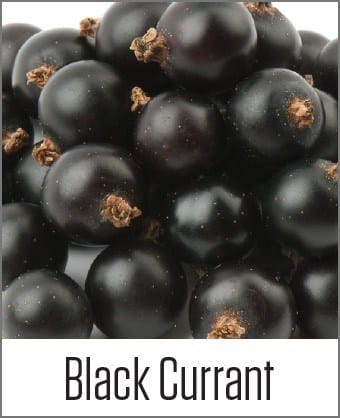 MOA Black currant