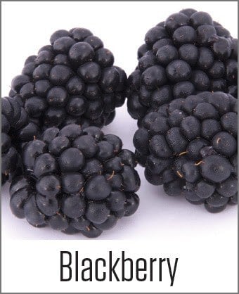 MOA Blackberry